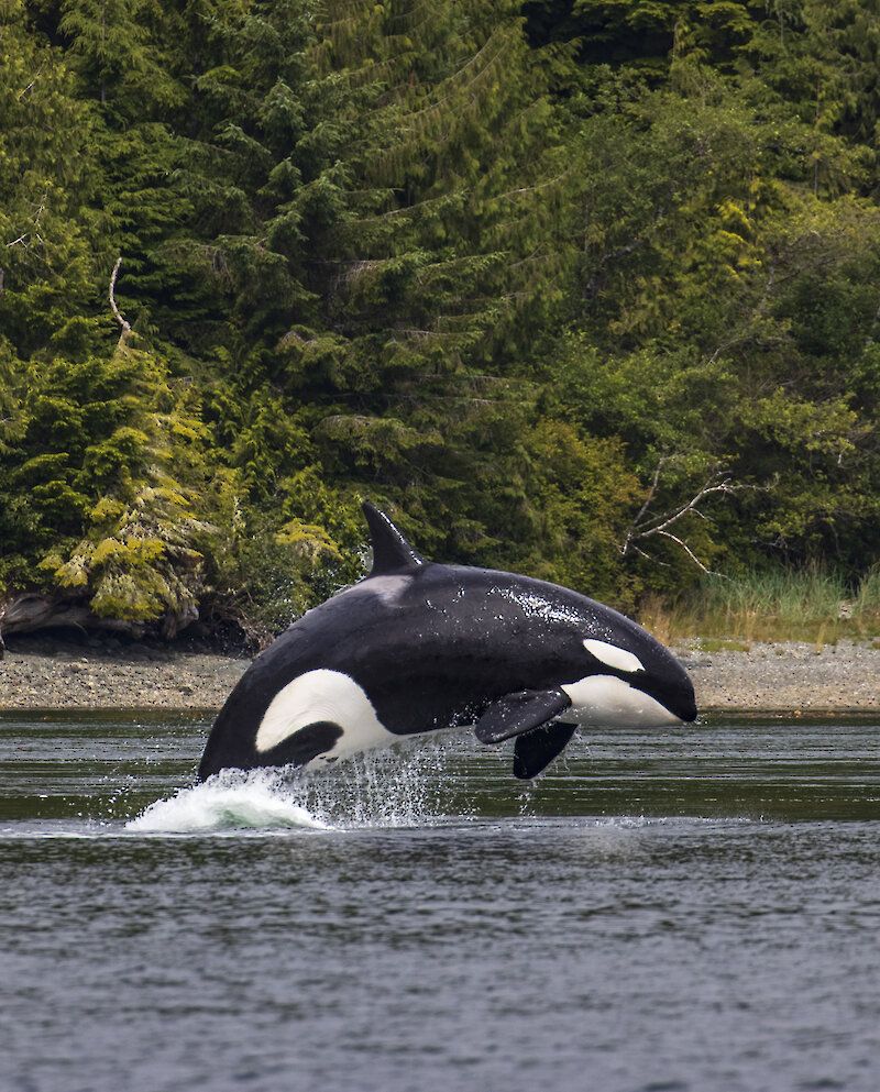 Nuu-chah-nulth Whale Watching in Tofino