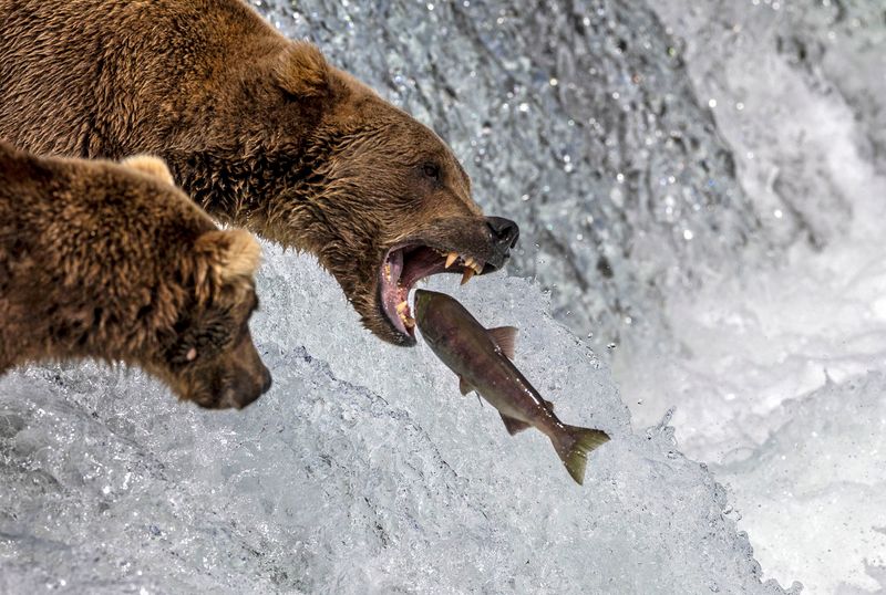 Katmai National Park