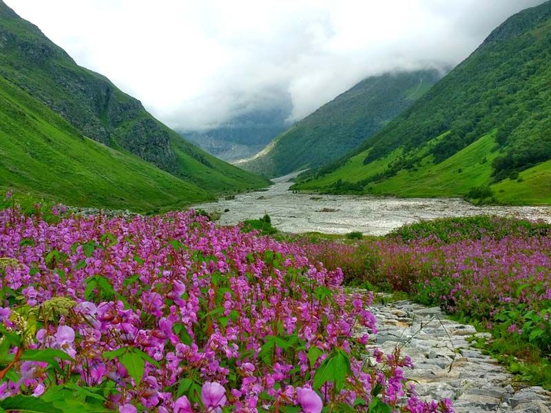 Valley of Flowers, India