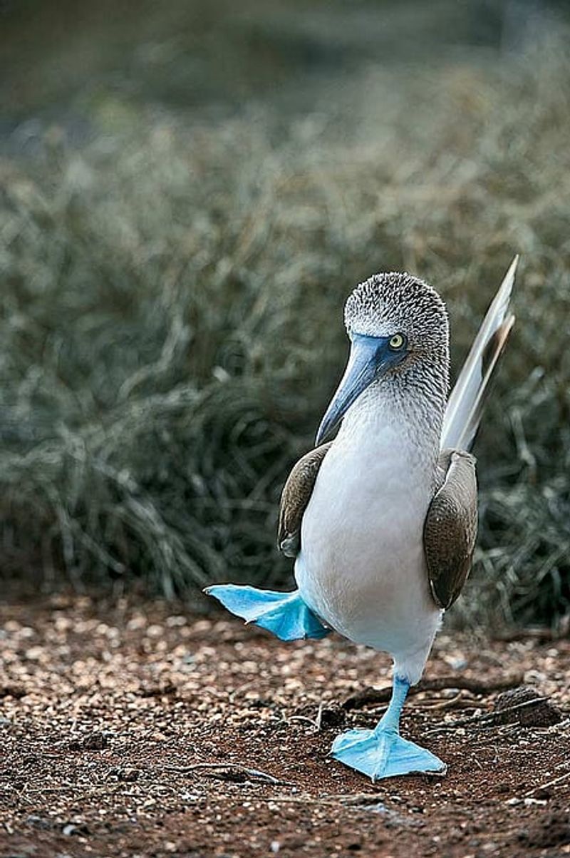 Galápagos Islands, Ecuador