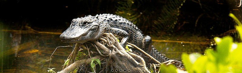 Everglades National Park, Florida