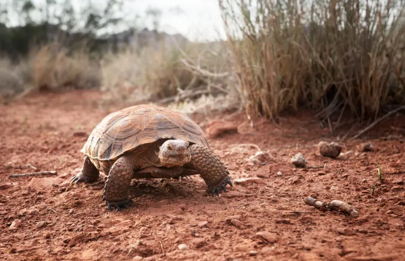 Arizona's Desert Tortoises