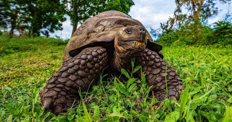 Galápagos Islands, Ecuador