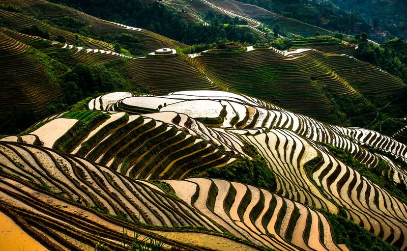 Terraced Rice Fields in Longsheng