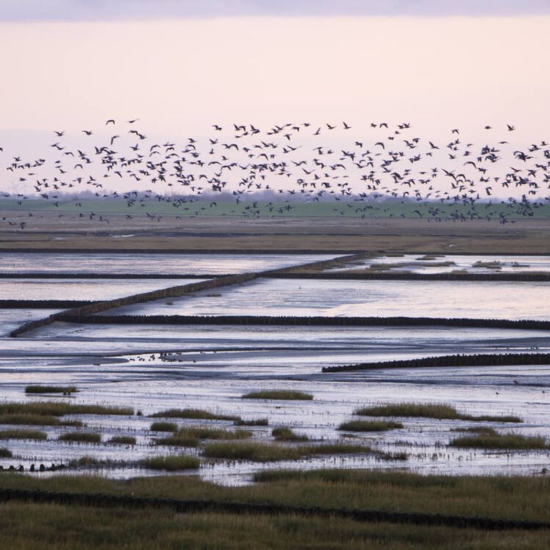 Friesland's Wadden Sea