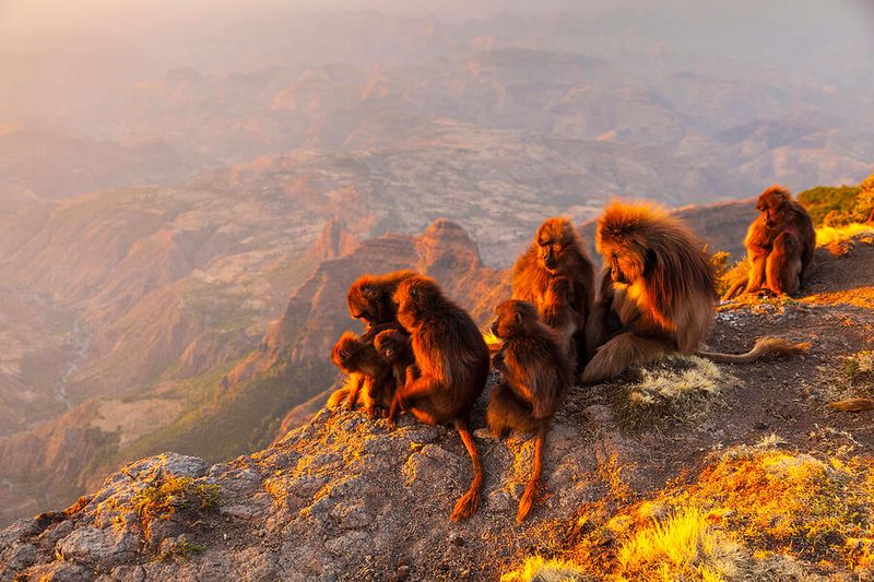 Ethiopia: The Gelada Baboons' Cliffside Dances