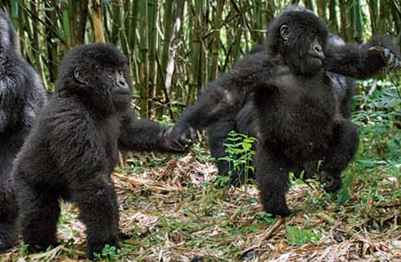 Rwanda: Mountain Gorilla Families