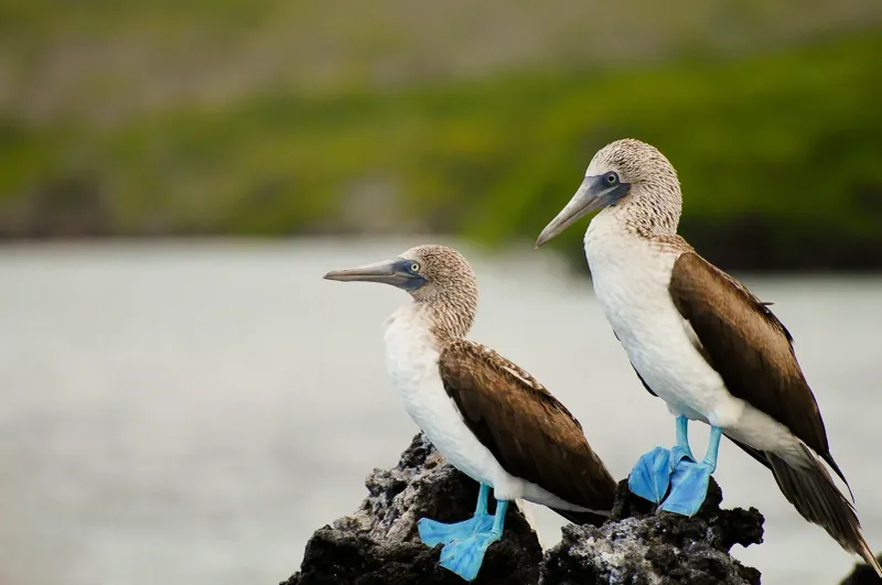 Galápagos National Park