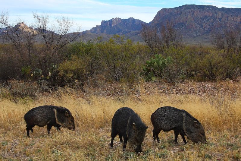 Big Bend National Park, Texas
