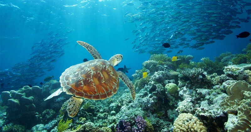 Great Barrier Reef Marine Park