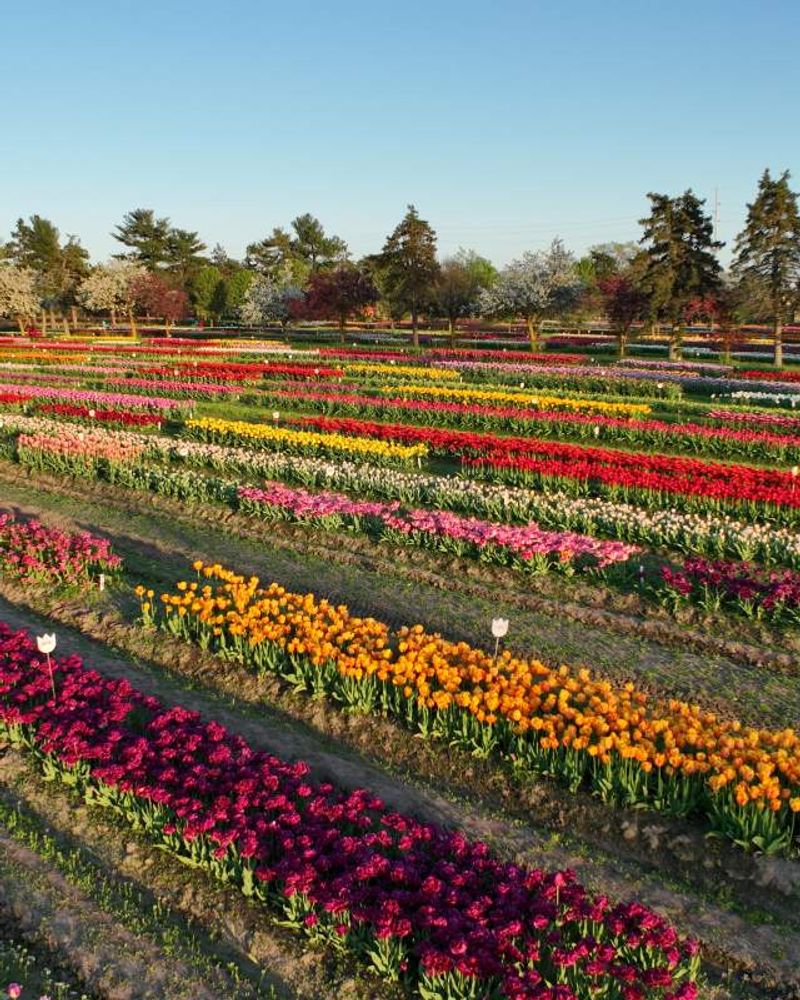 Tulip Time Festival Transforms the City