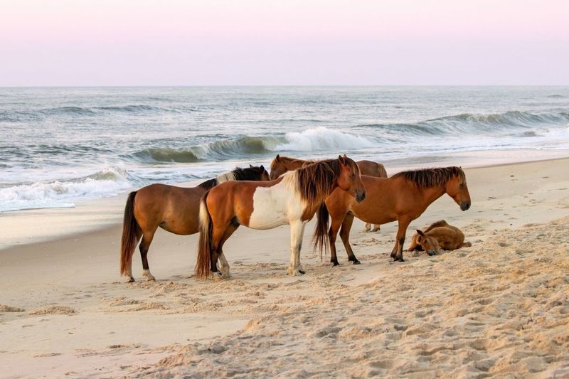 Wild Horses Roam Free at Assateague Island