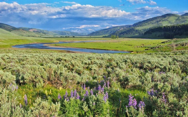 Lamar Valley – Yellowstone National Park, USA