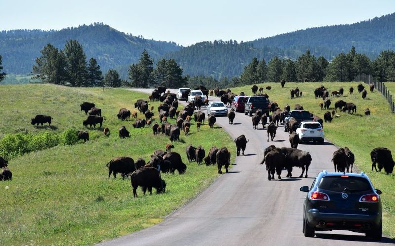 Custer State Park – South Dakota
