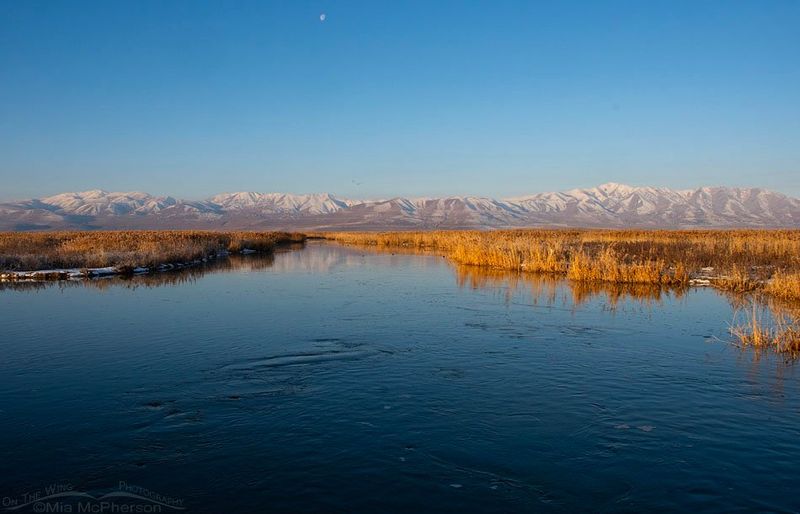 Bear River Migratory Bird Refuge