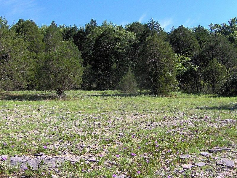 Whispering Pines Glade