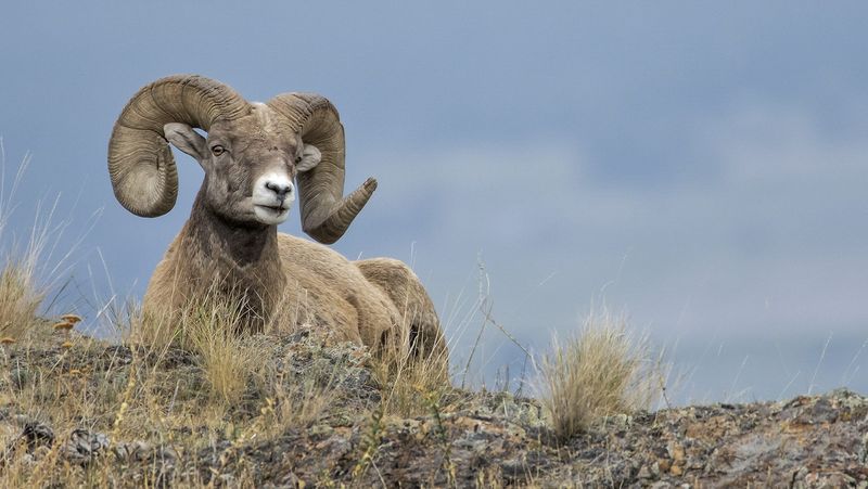 Wildlife Spotting Opportunities