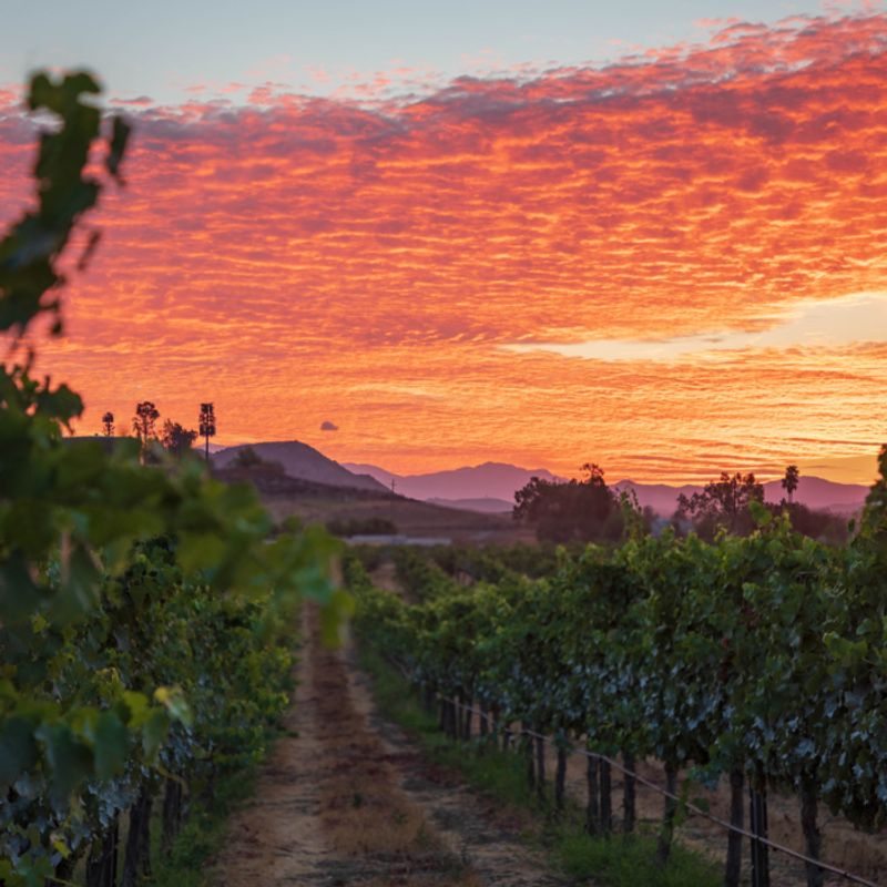 Unexpected Wine Excellence Since the 1960s