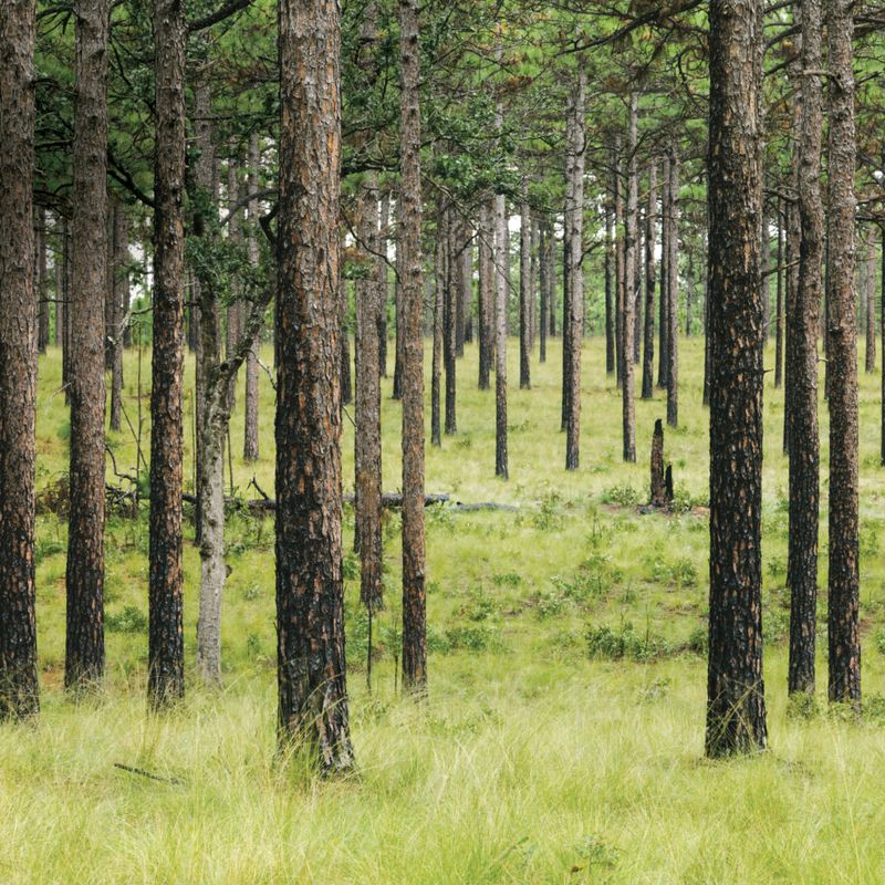 Rare Longleaf Pine Forests (A Vanishing Ecosystem)