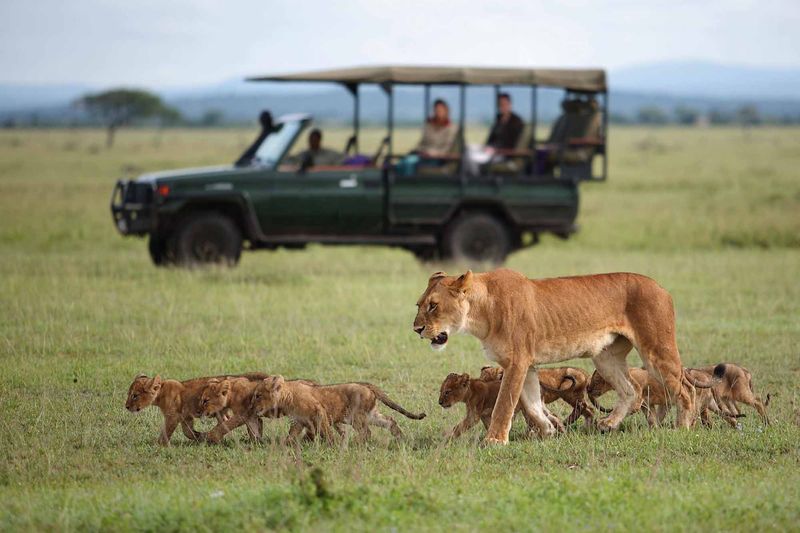 Safari Adventure in the Serengeti