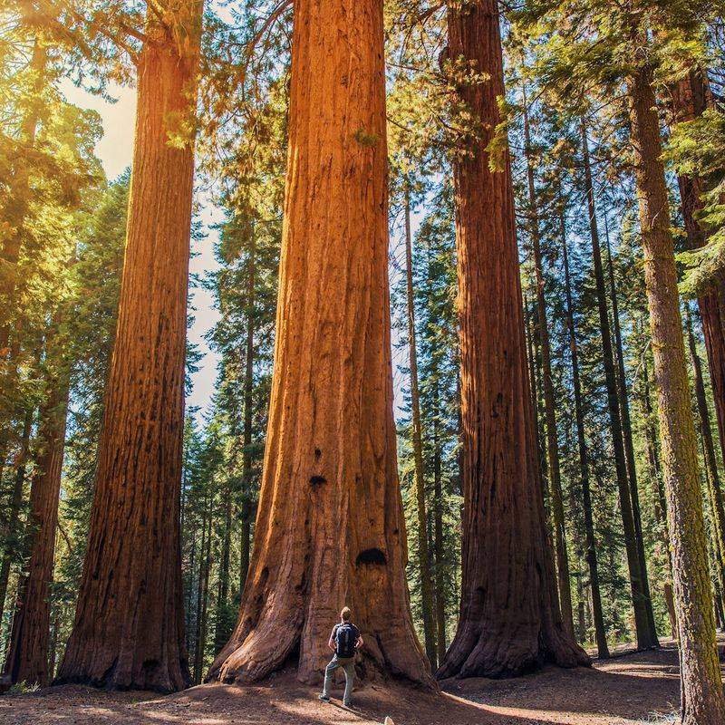 Sequoia National Park