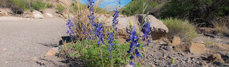 Photograph Spectacular Wildflower Blooms in Spring