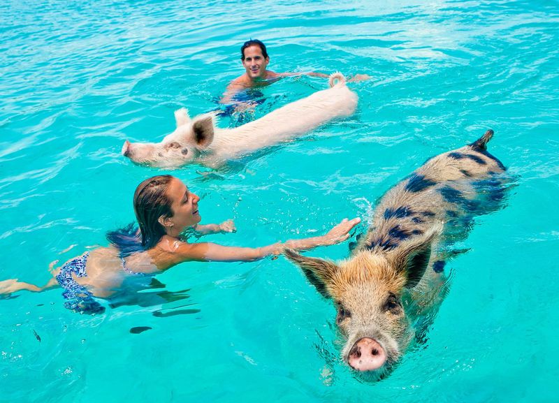Swimming with Pigs in Exuma