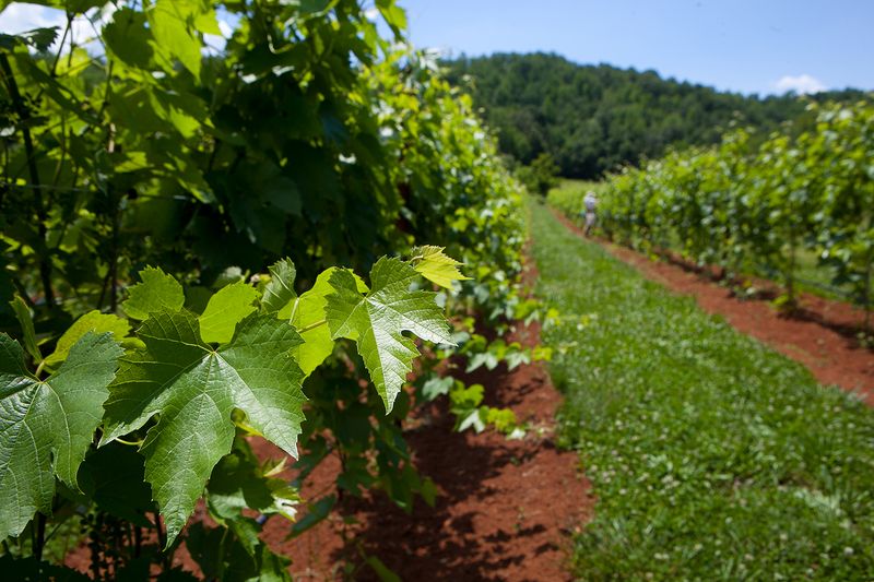 Loving Cup Vineyard & Winery – 100% Organic, 100% Charm
