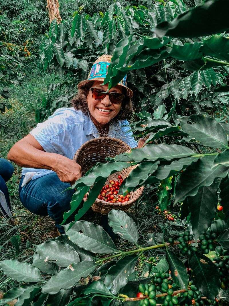 Puerto Rican Coffee Plantation