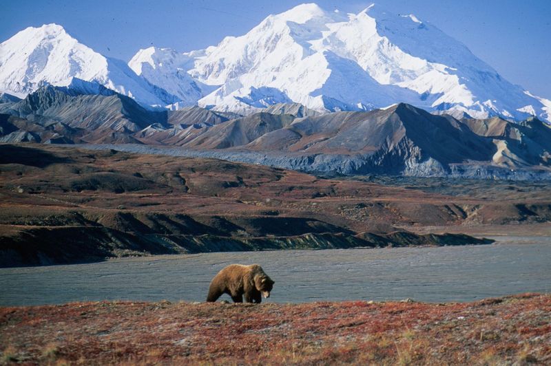 Alaska: Denali National Park