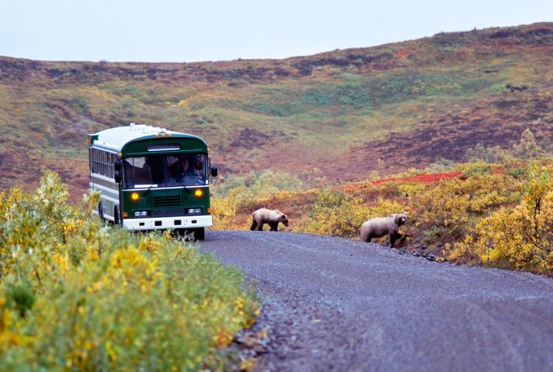 Alaska - Denali National Park Bus Tour