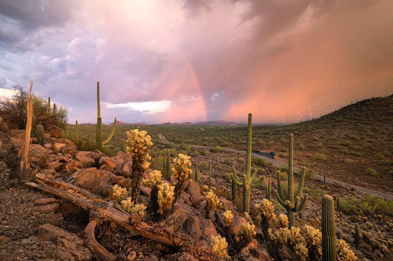 Sonoran Desert