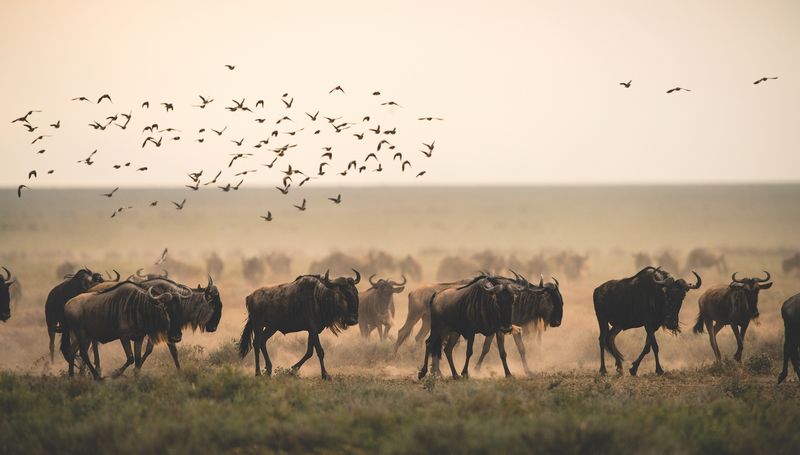 Serengeti, Tanzania: Wild Heart of Africa