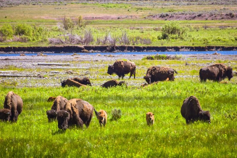Where Wildlife Outnumbers People