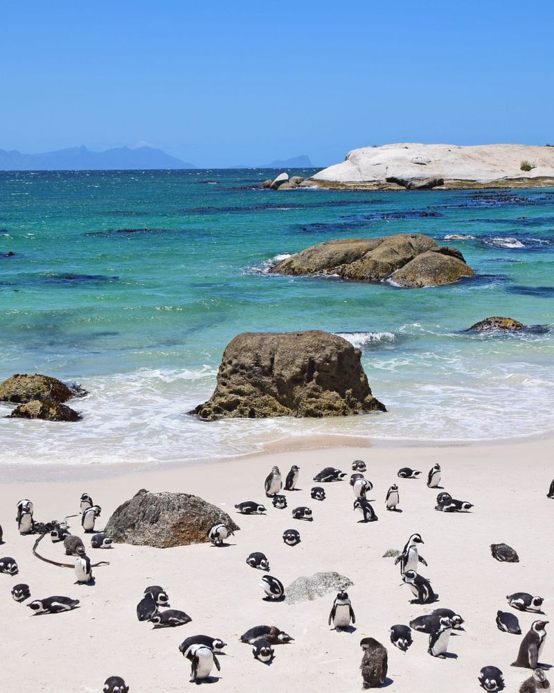 Boulders Beach, South Africa
