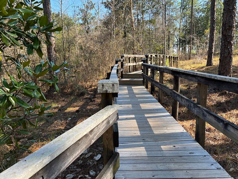 Scenic Boardwalks Through Towering Pines