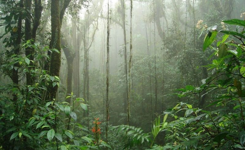 Cloud Forests of Costa Rica