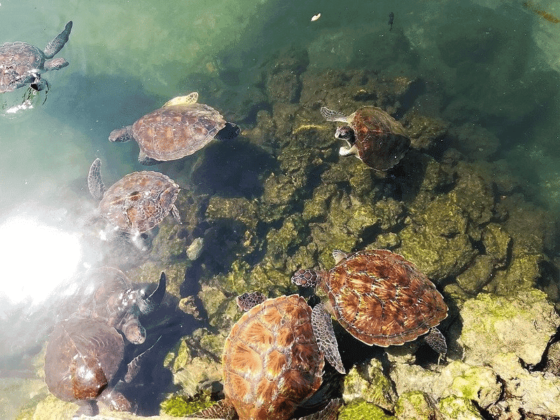 Mnarani Marine Turtles Conservation Pond, Kenya