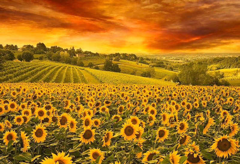 Sunflower Fields of Tuscany, Italy