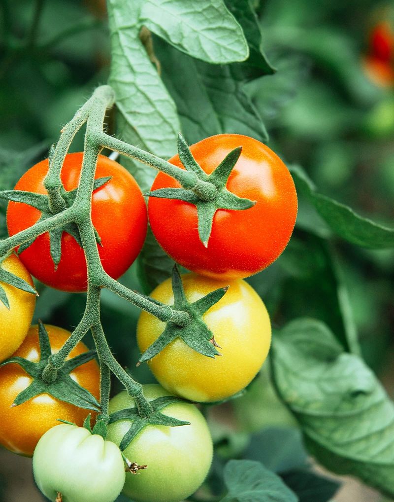 Tomatoes