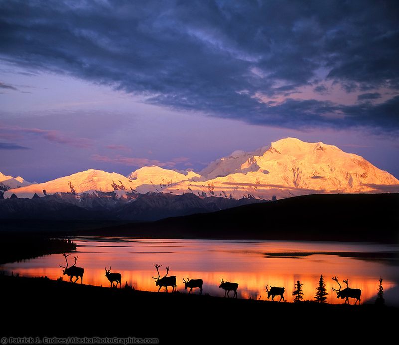 Denali National Park
