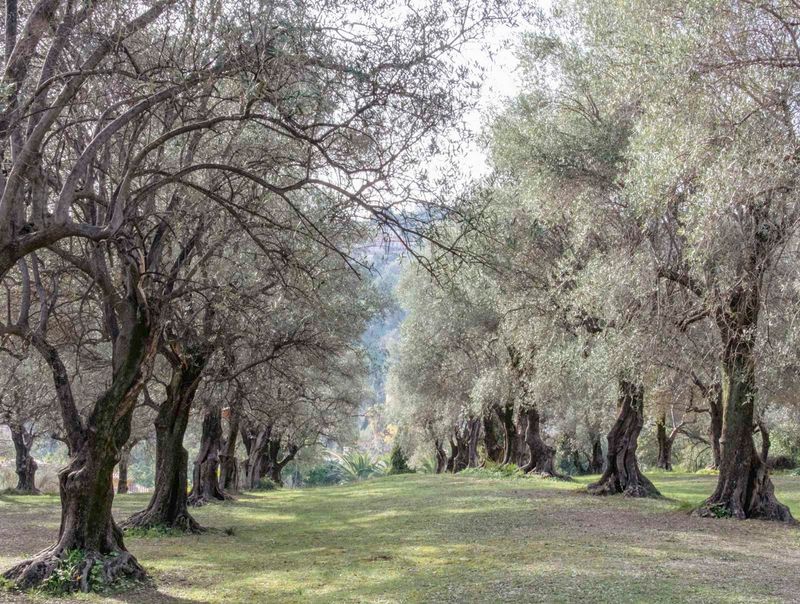 Peaceful Olive Groves