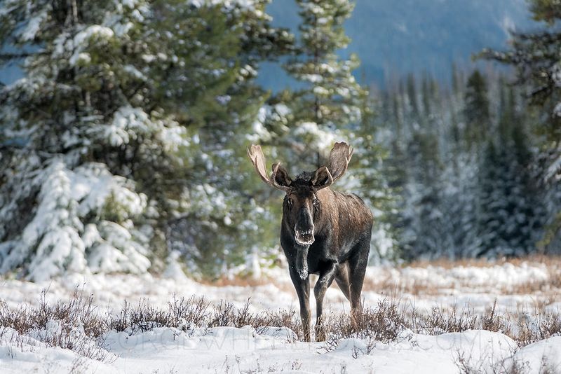 Distinct Wildlife Encounters