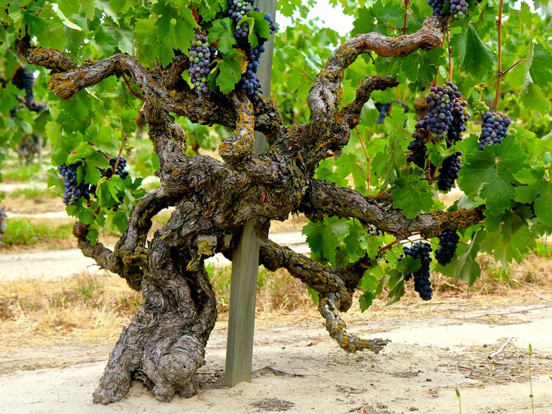 Lodi, California