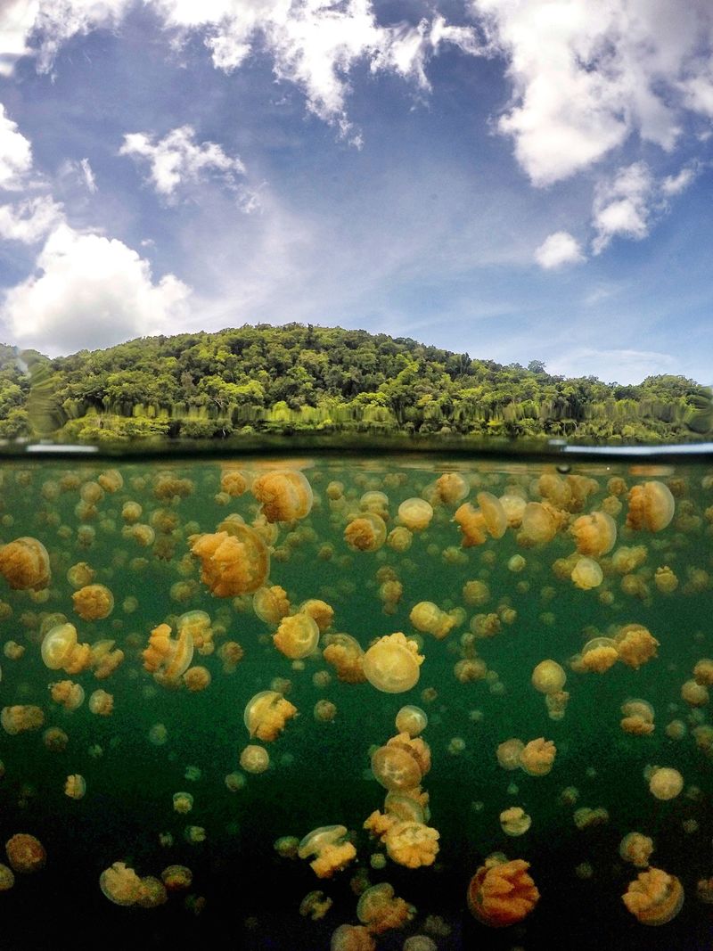 Jellyfish Lake, Palau