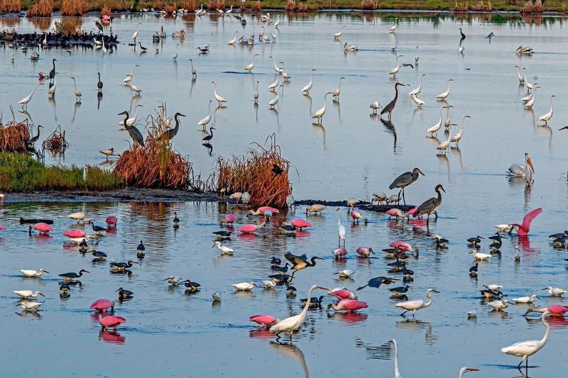Birdwatching Along the Great Texas Coastal Birding Trail