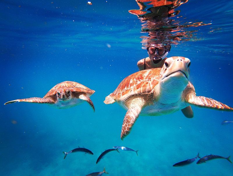 Barbados' Swimming with Hawksbill Turtles