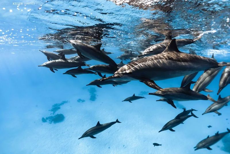 Sataya Reef, Egypt - The Dolphin House Experience