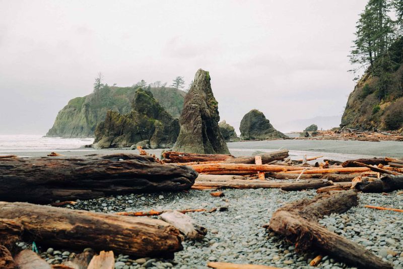 Where Forest Meets Ocean at Kalaloch