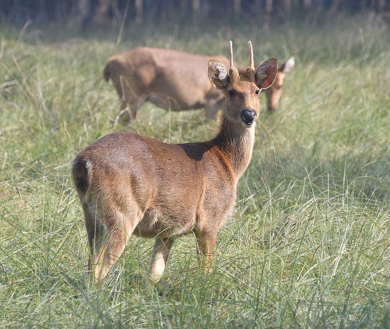 Kanha National Park - Inspiration Behind The Jungle Book